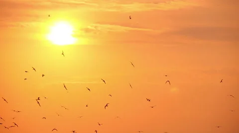 Gulls in the sky at sunset over the river, slow motion 2 Stock-Footage 54625941
