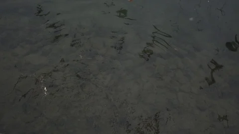 Gulls SLOW MOTION H.264  HD 200FR 库存影片 86477178