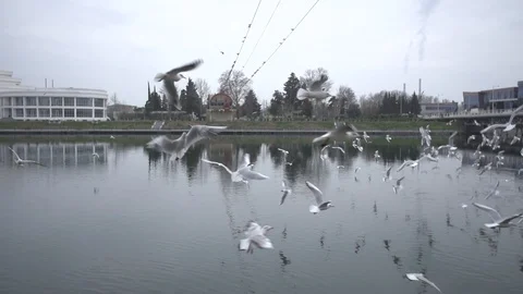 Gulls SLOW MOTION H.264  HD 200FR 库存影片 86477641