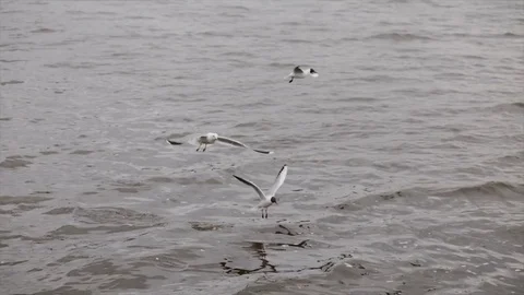 Gulls in slow motion over the river 库存影片 75575107
