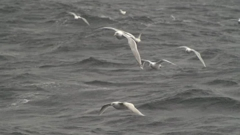 Gulls in slowmotion Video stock 245394925