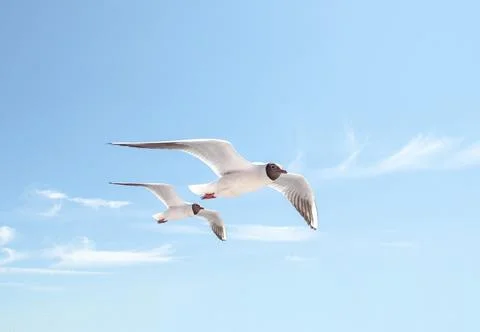 Gulls soaring gracefully in clear blue sky Stock Photos