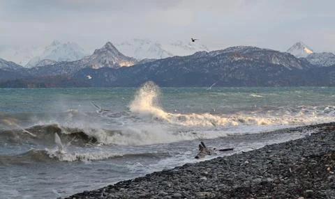 Gulls with splashing waves Stock Photos