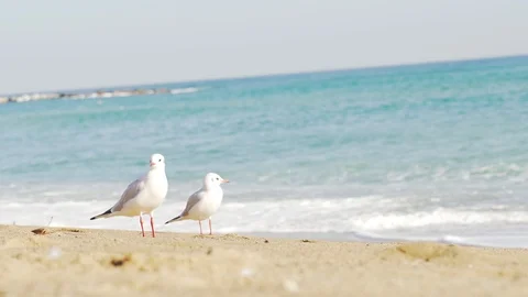Gulls stand on the beach Stock Footage 101269587