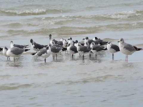 Gulls standing in shallow surf. Stock Footage 85448191
