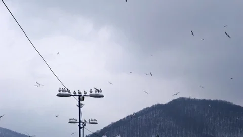 Gulls, stop during migration Stock Footage 107730316