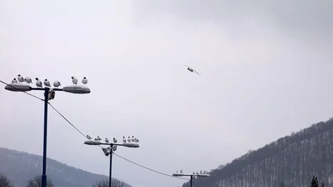 Gulls, stop during migration Stock Footage 107730320