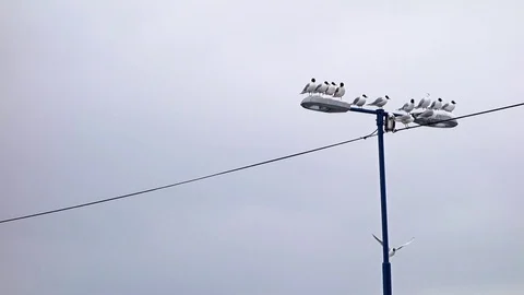 Gulls, stop during migration Stock Footage 107730327