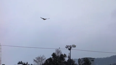 Gulls, stop during migration Stock Footage 107834138