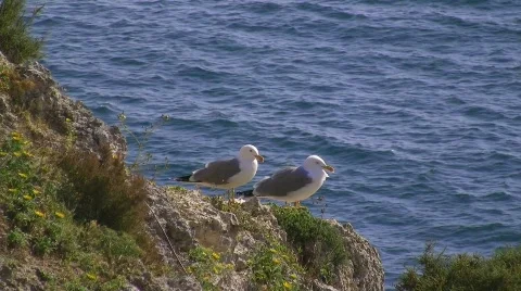 Gulls in storm 库存影片 415257