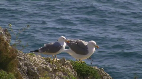 Gulls in storm Stock Footage 415301