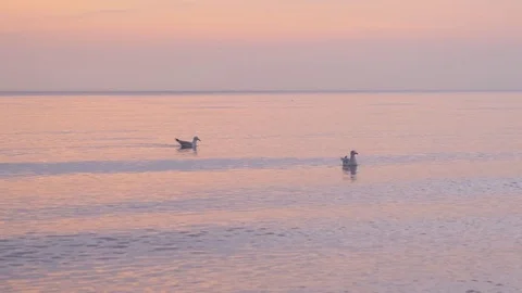 Gulls at sunset on sea waves 動画素材 83152106