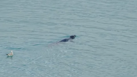 Gulls swimming in the calm, cold waters of Iceland Stock Footage 320509984