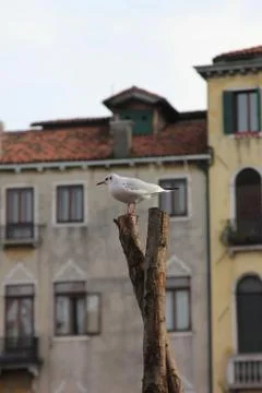 Gulls Venice Stock Photos