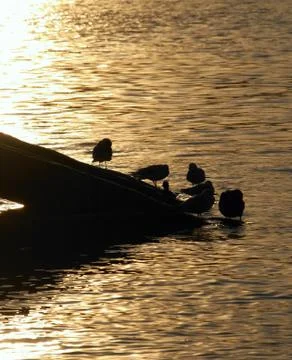 Gulls on vltava river in backlight Stock Photos