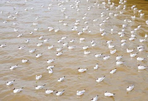 Gulls on the Water Stock Photos
