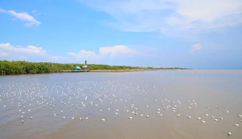 Gulls on the Water Stock Photos