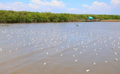 Gulls on the Water Stock Photos