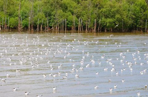 Gulls on the Water Stock Photos
