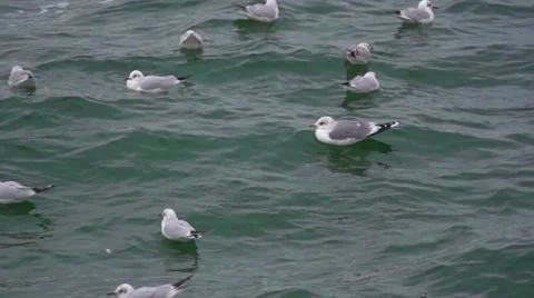 Gulls on water. Slow motion. Stock Footage 65003920