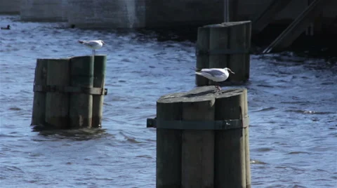 Gulls on the waterfront 스톡 동영상 50836861