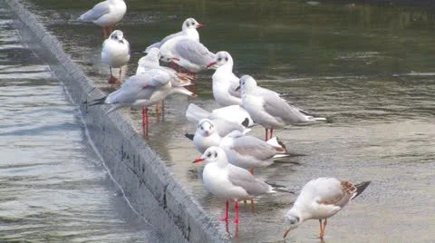 Gulls on the wharf. Stock Footage 27094188