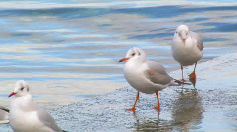 Gulls on the wharf. Stock Footage 27157188