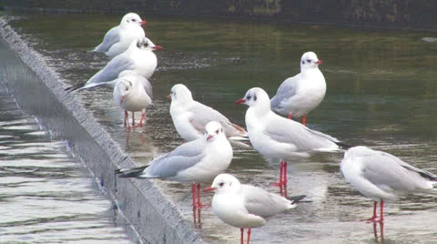 Gulls on the wharf. Stock Footage 27199713