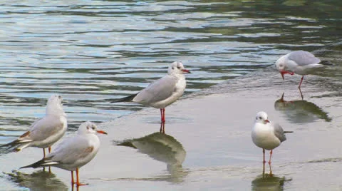 Gulls on the wharf. Stock Footage 27199857