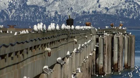 Gulls Wheeling Off Deepwater Dock Pier Stock-Footage 10884293