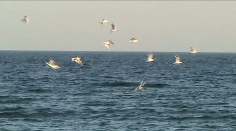 Gulls on wing 스톡 동영상 917324