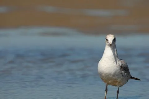 GullZilla Foto stock