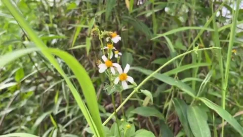 Gulma Stock Footage 288346092