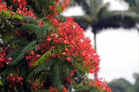 Gulmohar Flower Stock Photos