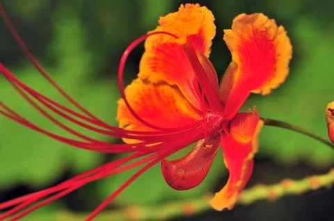 Gulmohar Stock Photos