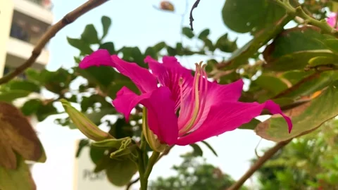 Gulmohar Pink Flower Video stock 174698879