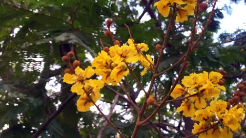 Gulmohar yellow flower Video stock 174708147