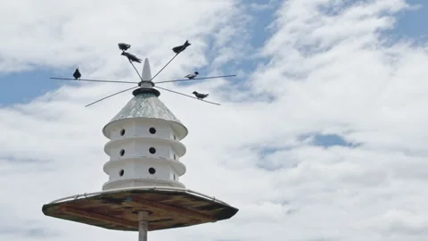 A gulp of Purple Martins flying in real time around their multi-tiered cast.. Stockbeeldmateriaal 337578463