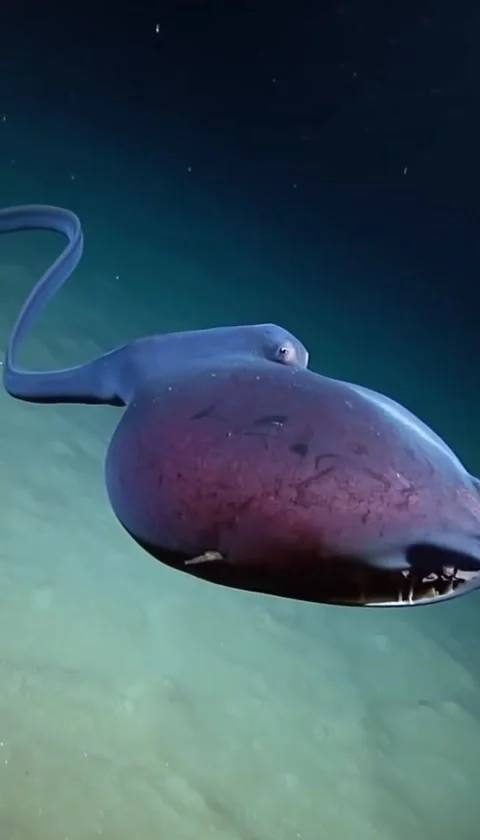 Gulper eel under the deep sea Vídeos de archivo 330394640