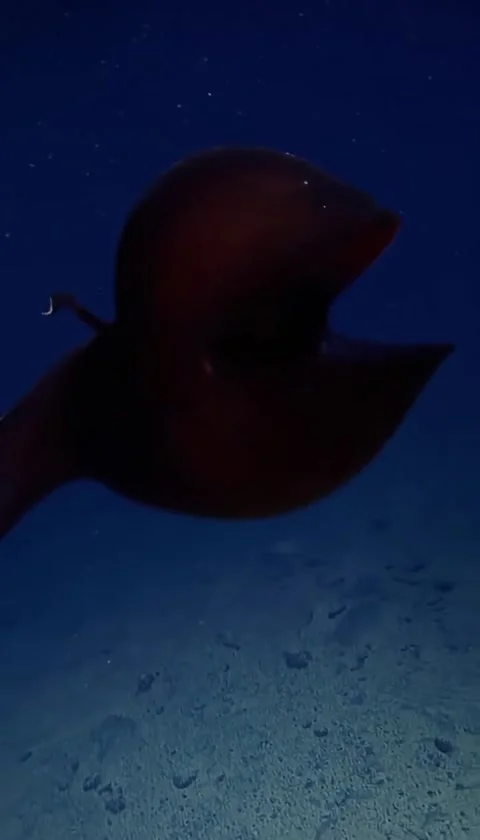 Gulper eel under the deep sea Stockbeeldmateriaal 330394641