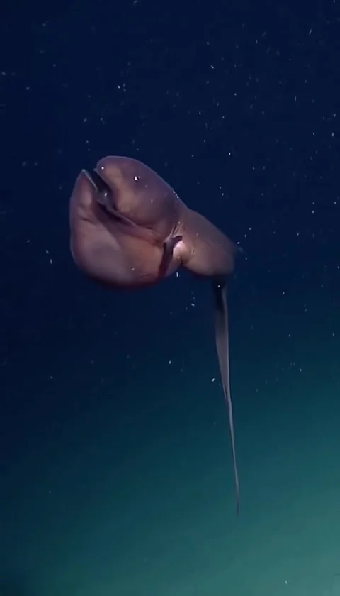 Gulper eel under the deep sea 库存影片 330825477