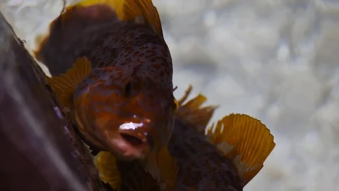 Gulping Fish Rise to Surface and Say Hello Vídeo Stock 119706746