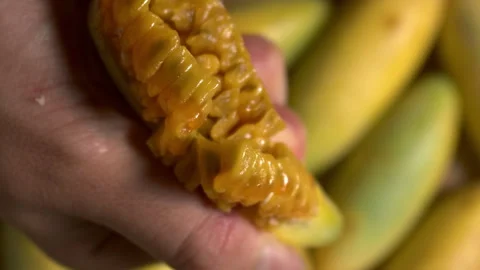 Gulupa being squeezed CloseUp Slow Motion Stock Footage 277421017