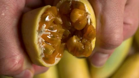 Gulupa being squeezed CloseUp Slow Motion Stock Footage 277421055