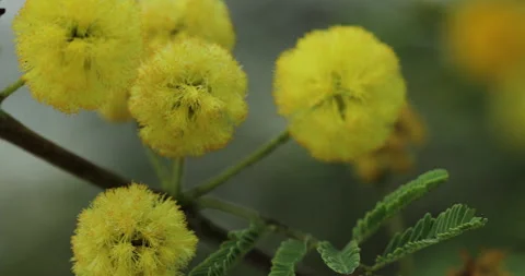 Gum arabic tree. Stock Footage 247755514