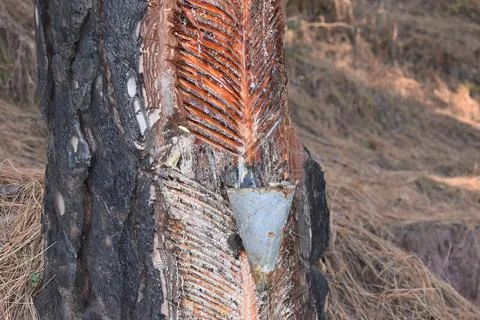 Gum is being extracted from pine tree in India Stock Photos