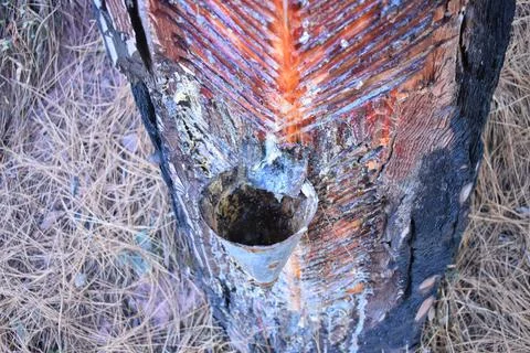 Gum is being extracted from pine tree in India Stock Photos
