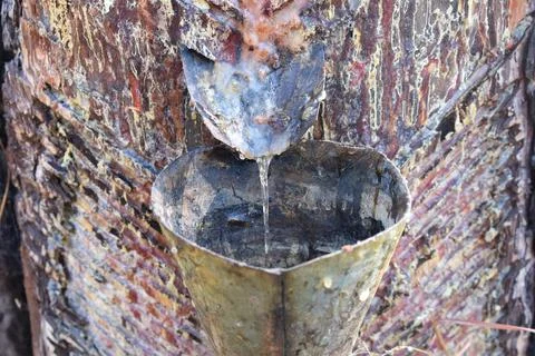 Gum is being extracted from pine tree closeup background Stock Photos