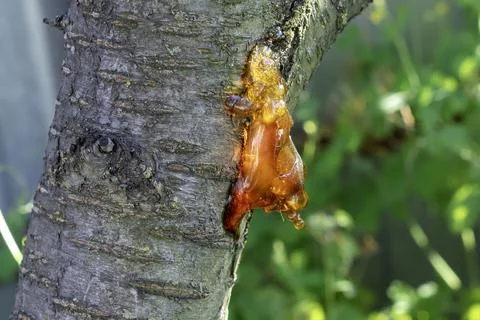 Gum on damaged bark of cherry tree. Gum treatment of stone trees Stock Photos