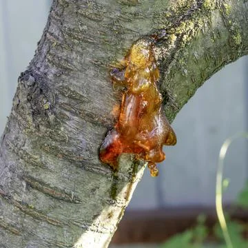 Gum on damaged bark of cherry tree. Gum treatment of stone trees Stock Photos